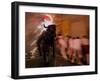 The "Toro De Fuego" or Flaming Bull-null-Framed Premium Photographic Print