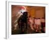 The "Toro De Fuego" or Flaming Bull-null-Framed Photographic Print