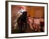 The "Toro De Fuego" or Flaming Bull-null-Framed Photographic Print