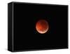 The Totality Phase of a Lunar Eclipse During the 2010 Solstice-Stocktrek Images-Framed Stretched Canvas