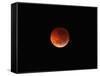 The Totality Phase of a Lunar Eclipse During the 2010 Solstice-Stocktrek Images-Framed Stretched Canvas
