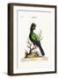 The Touraco, 1749-73-George Edwards-Framed Giclee Print