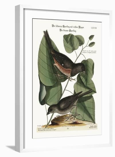 The Towhe Bird. the Cowpen Bird, 1749-73-Mark Catesby-Framed Giclee Print