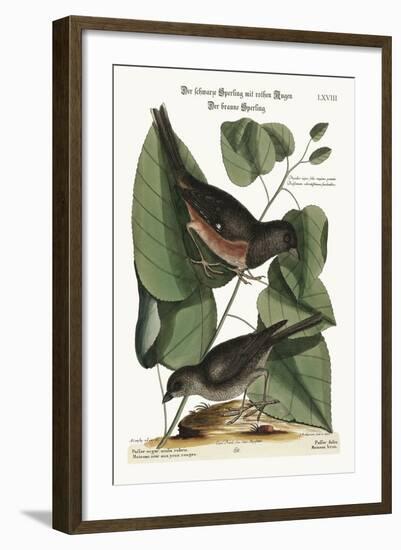 The Towhe Bird. the Cowpen Bird, 1749-73-Mark Catesby-Framed Giclee Print