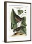 The Towhe Bird. the Cowpen Bird, 1749-73-Mark Catesby-Framed Giclee Print