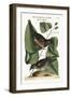 The Towhe Bird. the Cowpen Bird, 1749-73-Mark Catesby-Framed Giclee Print