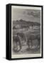 The Transvaal Crisis, a Boer Encampment-Paul Frenzeny-Framed Stretched Canvas