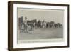 The Transvaal Crisis, Horses Brought Up for Distribution to the Troopers of the Column-null-Framed Giclee Print