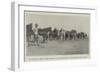 The Transvaal Crisis, Horses Brought Up for Distribution to the Troopers of the Column-null-Framed Giclee Print