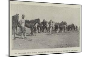 The Transvaal Crisis, Horses Brought Up for Distribution to the Troopers of the Column-null-Mounted Giclee Print