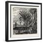 The Travellers Tree (Urania Speciosa)-null-Framed Giclee Print