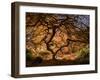 The tree 3-Moises Levy-Framed Giclee Print