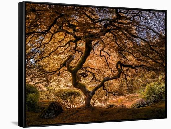 The tree 3-Moises Levy-Framed Stretched Canvas