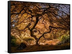 The tree 3-Moises Levy-Framed Stretched Canvas