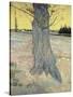 The Tree. Arles, September 1888-Vincent van Gogh-Stretched Canvas