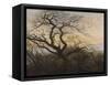 The Tree of Crows-Caspar David Friedrich-Framed Stretched Canvas