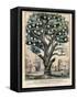 The Tree of Intemperance, Published by N. Currier, New York, 1849-Currier & Ives-Framed Stretched Canvas