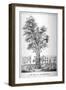 The Tree of Reformation, 1853-William Carter-Framed Giclee Print