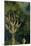 The Tree of the Knowledge of Good and Evil, Fr. the Right Panel of the Garden of Earthly Delights-Hieronymus Bosch-Mounted Giclee Print