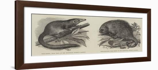 The Tree Shrew and Tree Porcupine-Thomas W. Wood-Framed Giclee Print