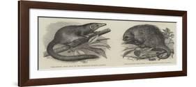 The Tree Shrew and Tree Porcupine-Thomas W. Wood-Framed Giclee Print