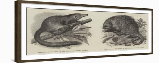 The Tree Shrew and Tree Porcupine-Thomas W. Wood-Framed Giclee Print