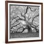 The Tree Square-BW 2-Moises Levy-Framed Photographic Print