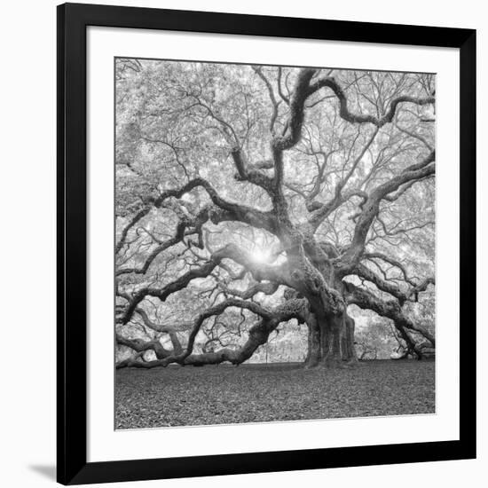 The Tree Square-BW 2-Moises Levy-Framed Photographic Print