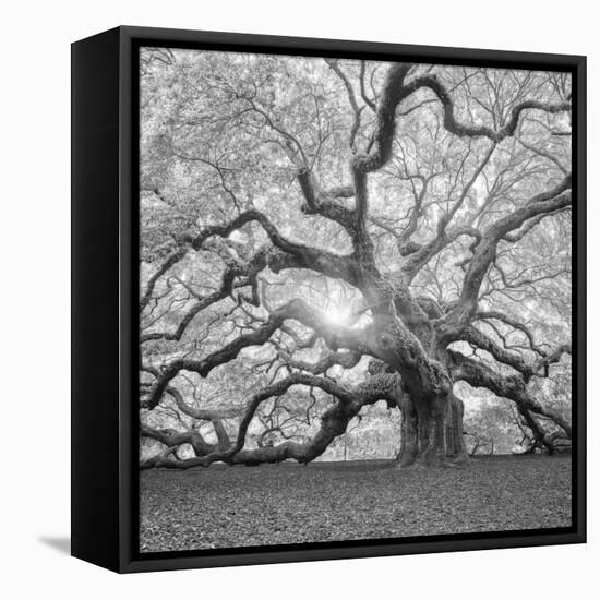 The Tree Square-BW 2-Moises Levy-Framed Stretched Canvas