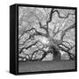 The Tree Square-BW 2-Moises Levy-Framed Stretched Canvas