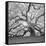 The Tree Square-BW 2-Moises Levy-Framed Stretched Canvas