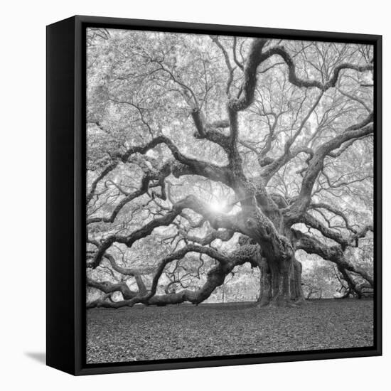 The Tree Square-BW 2-Moises Levy-Framed Stretched Canvas