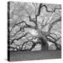 The Tree Square-BW 2-Moises Levy-Stretched Canvas