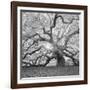 The Tree Square-BW 2-Moises Levy-Framed Photographic Print