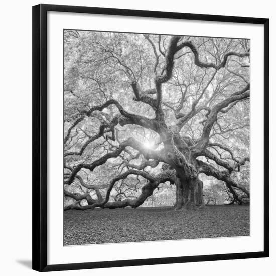 The Tree Square-BW 2-Moises Levy-Framed Photographic Print