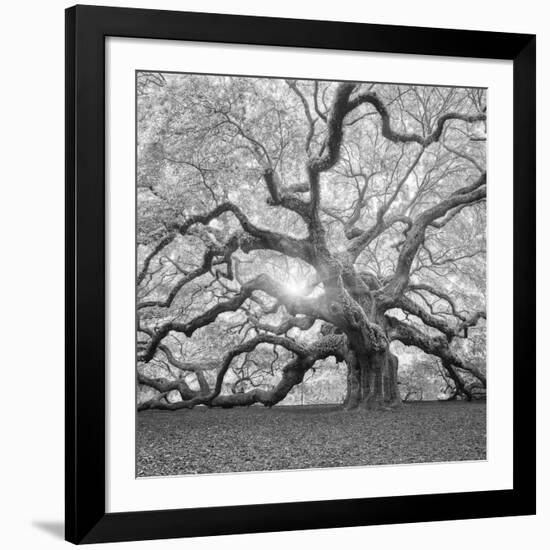 The Tree Square-BW 2-Moises Levy-Framed Photographic Print