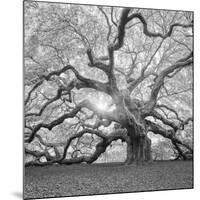 The Tree Square-BW 2-Moises Levy-Mounted Photographic Print