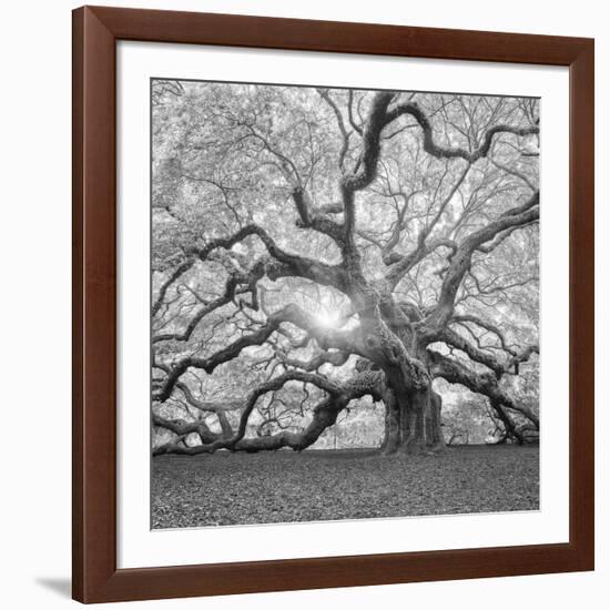 The Tree Square-BW 2-Moises Levy-Framed Photographic Print