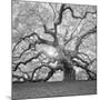 The Tree Square-BW 2-Moises Levy-Mounted Premium Photographic Print