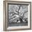 The Tree Square-BW 2-Moises Levy-Framed Photographic Print