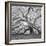 The Tree Square-BW 2-Moises Levy-Framed Photographic Print