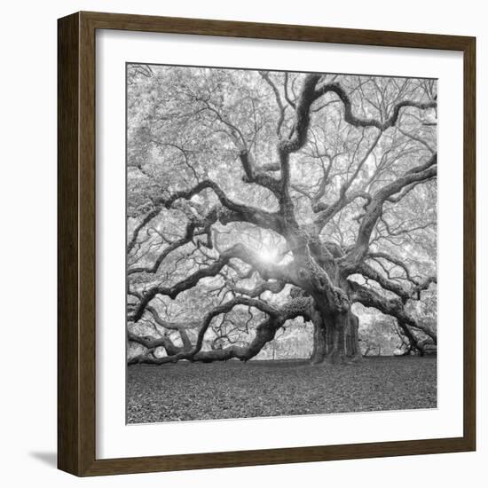 The Tree Square-BW 2-Moises Levy-Framed Photographic Print