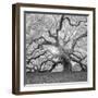 The Tree Square-BW 2-Moises Levy-Framed Photographic Print