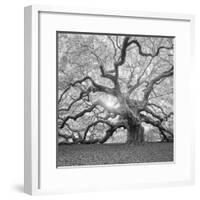 The Tree Square-BW 2-Moises Levy-Framed Photographic Print