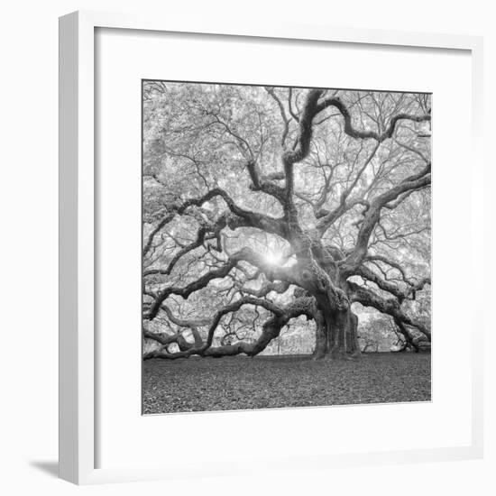 The Tree Square-BW 2-Moises Levy-Framed Photographic Print