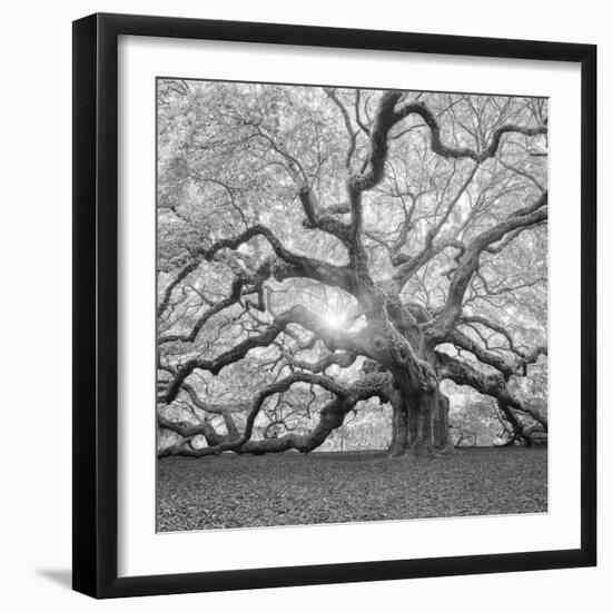 The Tree Square-BW 2-Moises Levy-Framed Photographic Print