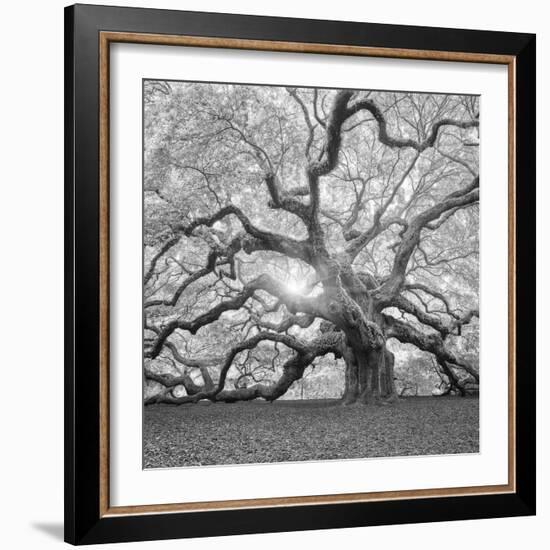 The Tree Square-BW 2-Moises Levy-Framed Photographic Print