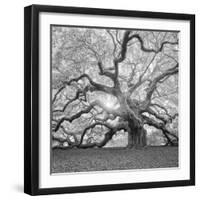 The Tree Square-BW 2-Moises Levy-Framed Photographic Print