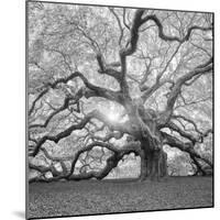 The Tree Square-BW 2-Moises Levy-Mounted Photographic Print