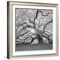 The Tree Square-BW 2-Moises Levy-Framed Photographic Print